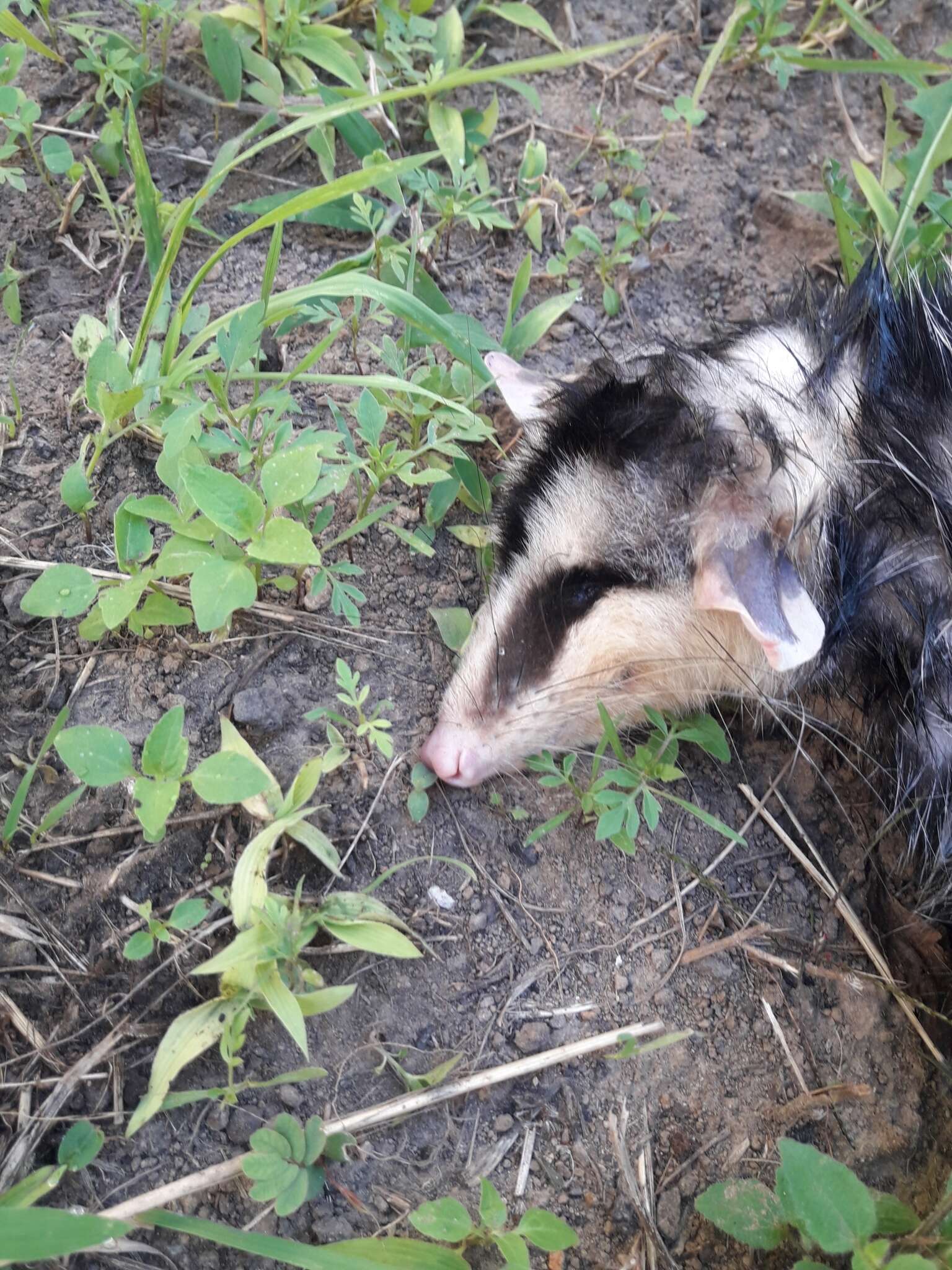 Sivun Didelphis pernigra J. A. Allen 1900 kuva