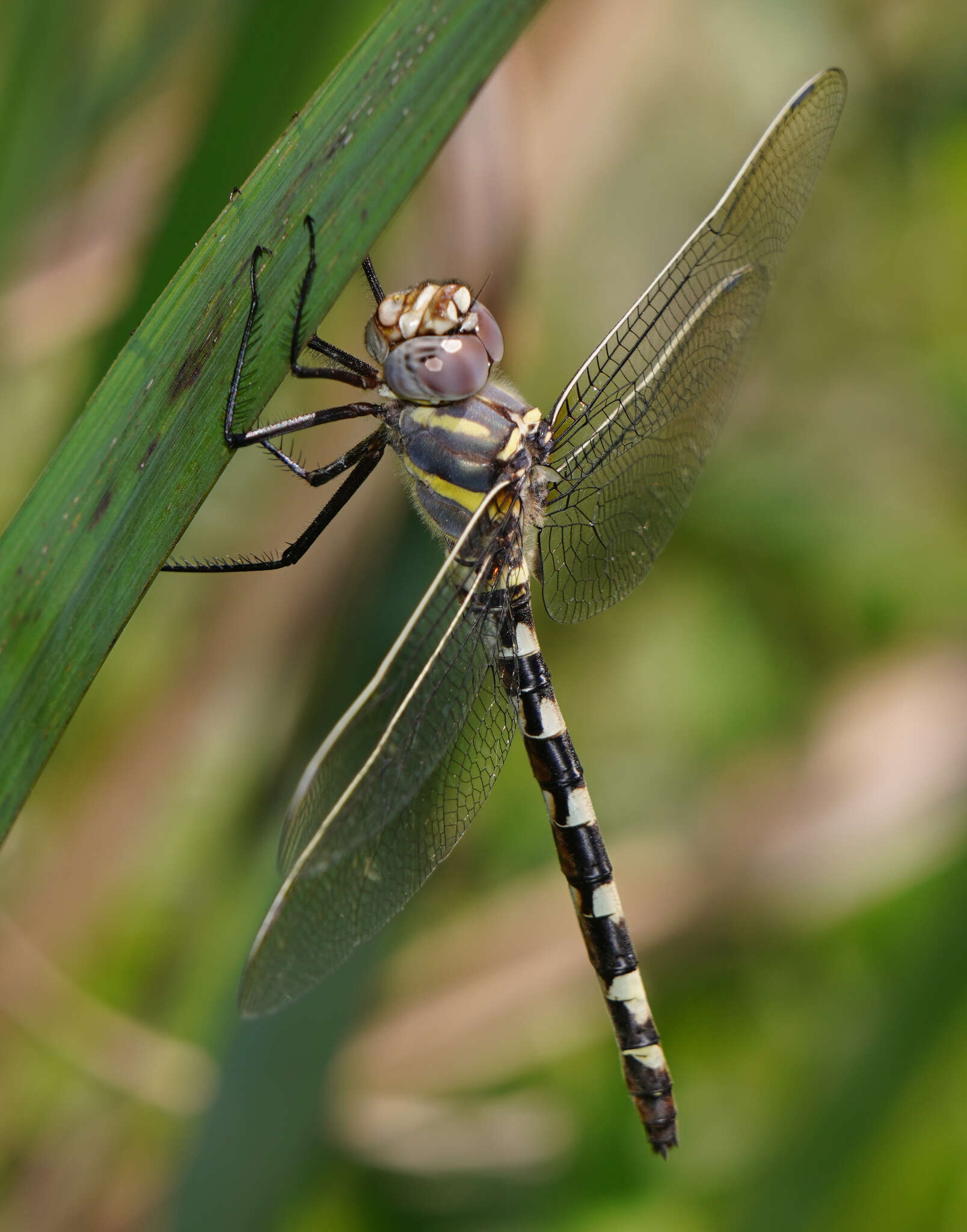 Image of Macromia annulata Hagen 1861