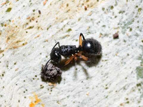 Image de Polyrhachis femorata Smith 1858