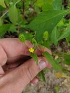 Imagem de Ranunculus pensylvanicus L. fil.