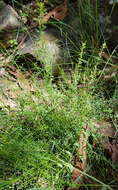 Image of Pultenaea retusa Sm.