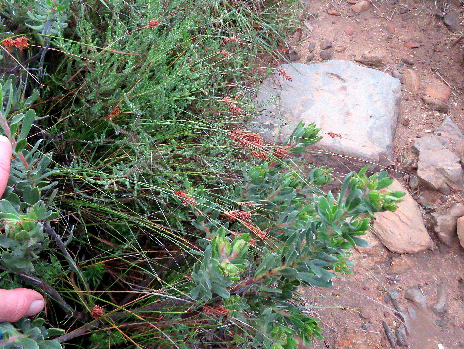 Image of Schoenus graminifolius (Levyns) T. L. Elliott & Muasya