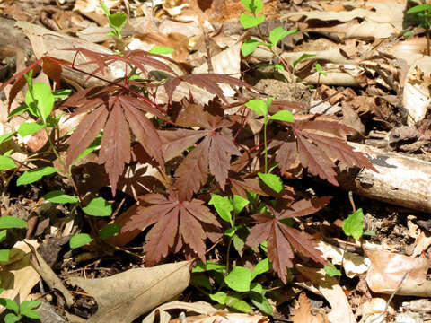 Image of Japanese maple