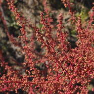 Imagem de Rumex acetosella subsp. acetosella