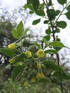 Image of Capsicum rhomboideum (Dun.) Kuntze