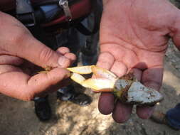 Image of Lithobates spectabilis (Hillis & Frost 1985)