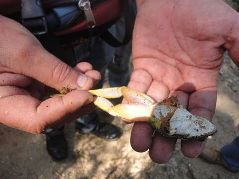 صورة Lithobates spectabilis (Hillis & Frost 1985)