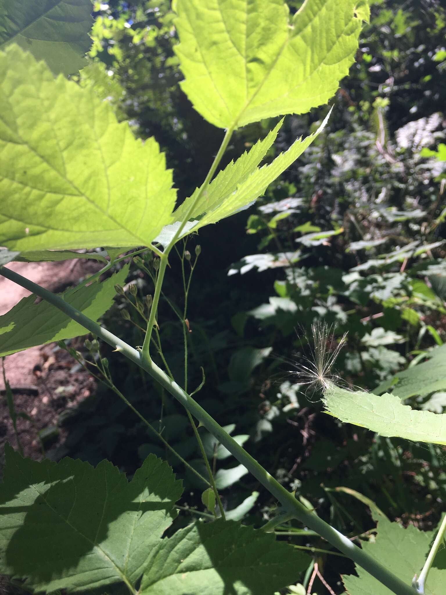 Image of White-Stem Raspberry