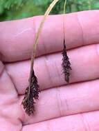 Image of scrabrous black sedge