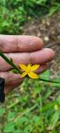 Image de Echeandia michoacensis (Poelln.) Cruden