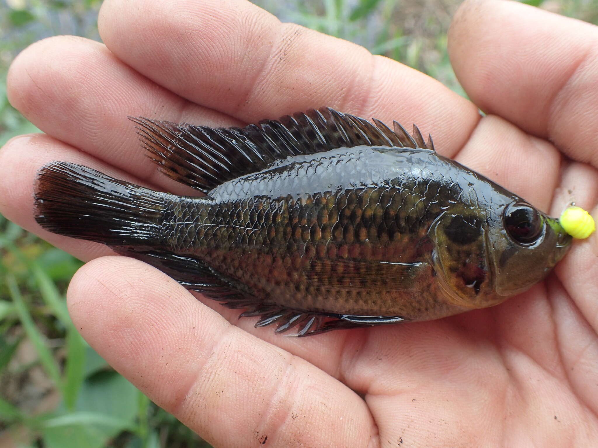 Image of Monarch Cichlid