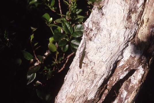 Image of Bluetail Day Gecko