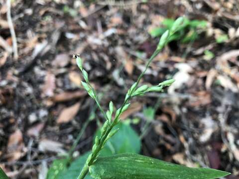 Plancia ëd Brachiaria foliosa (R. Br.) Hughes