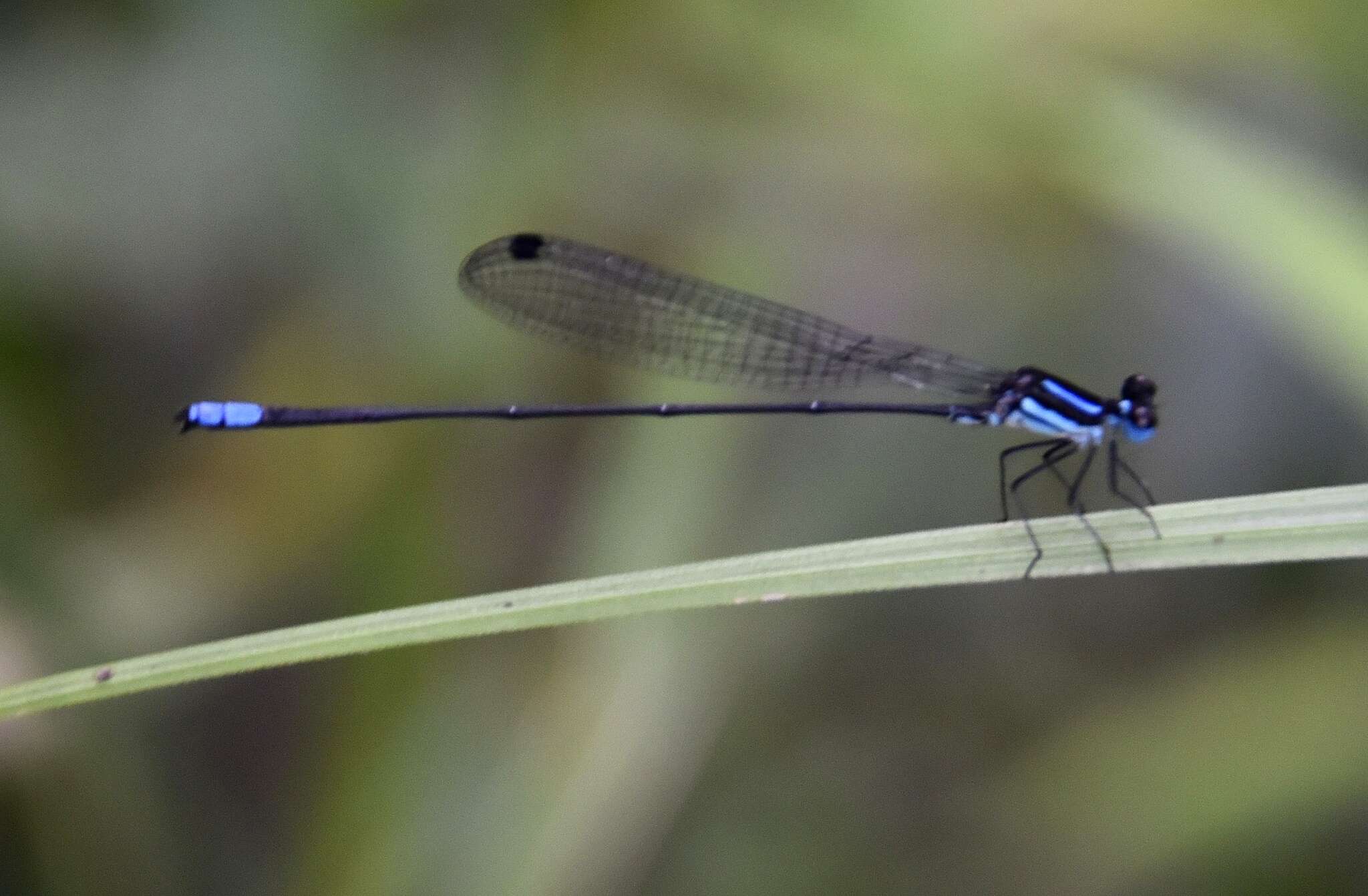 Image of Melanoneura bilineata Fraser 1922