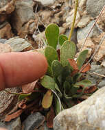 Imagem de Limonium corinthiacum (Boiss. & Heldr.) O. Kuntze
