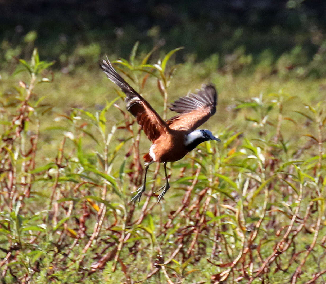 Imagem de Actophilornis albinucha (Geoffroy Saint-Hilaire & I 1832)