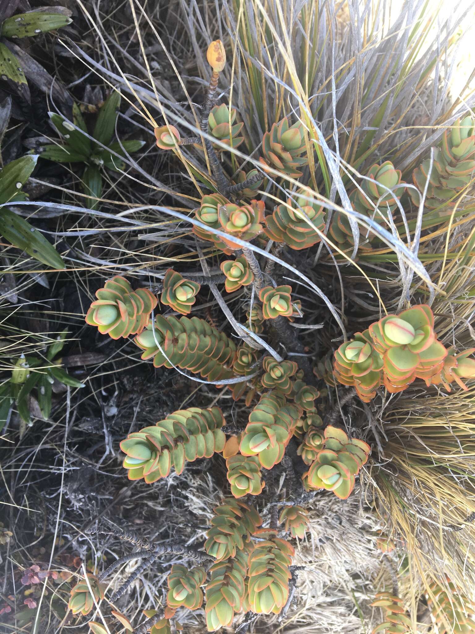 Image of Veronica pinguifolia Hook. fil.