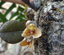 Image of Bulbophyllum stocksii (Benth. ex Hook. fil.) J. J. Verm., Schuit. & de Vogel