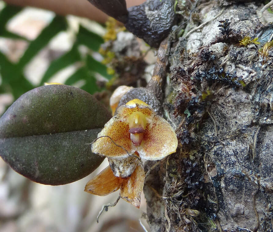 Imagem de Bulbophyllum stocksii (Benth. ex Hook. fil.) J. J. Verm., Schuit. & de Vogel