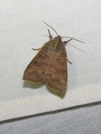 Image of Even-lined Sallow