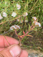 Image of Crassula pruinosa L.