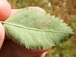 Sivun Stigmella centifoliella (Zeller 1848) Beirne 1945 kuva