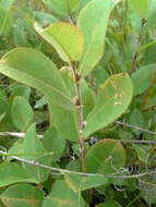 Image of halberd willow