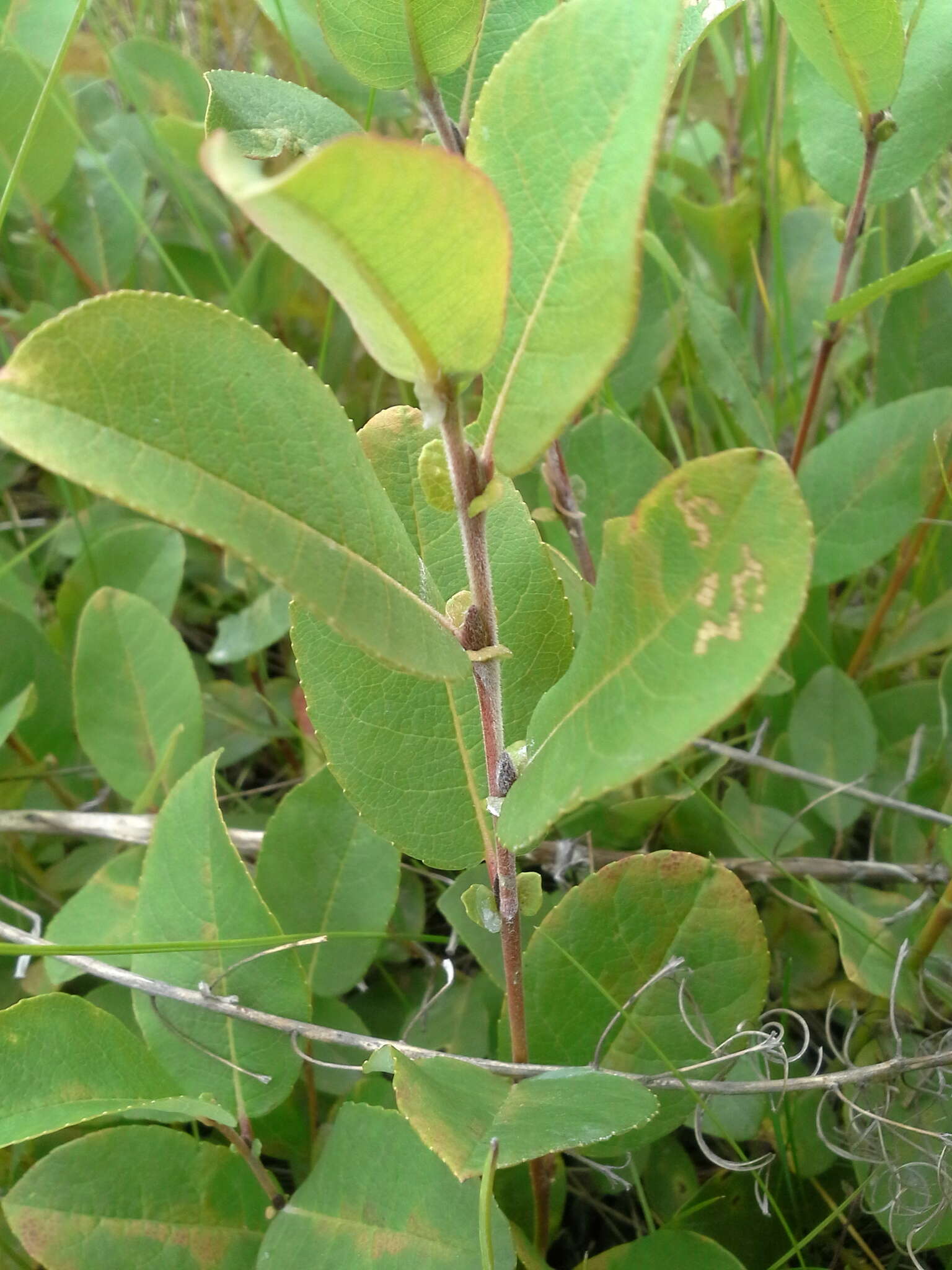 Image of halberd willow