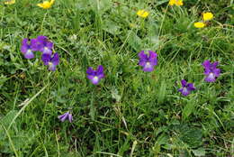 Image of Viola culminis F. Fen. & Moraldo