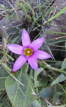 Image of Romulea camerooniana Baker