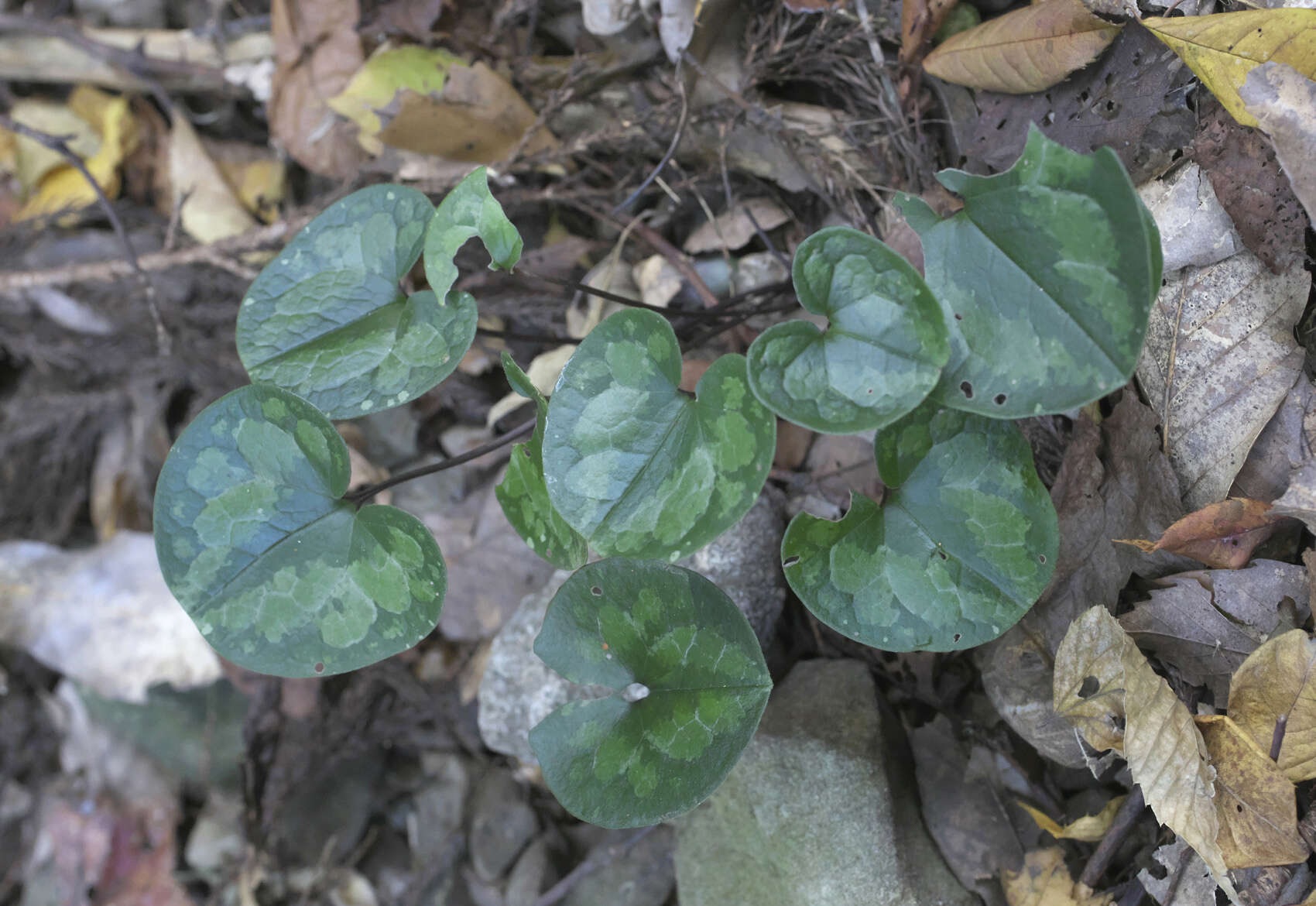 Image of Asarum kurosawae Sugimoto