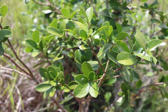 Image of Daphnopsis racemosa Griseb.