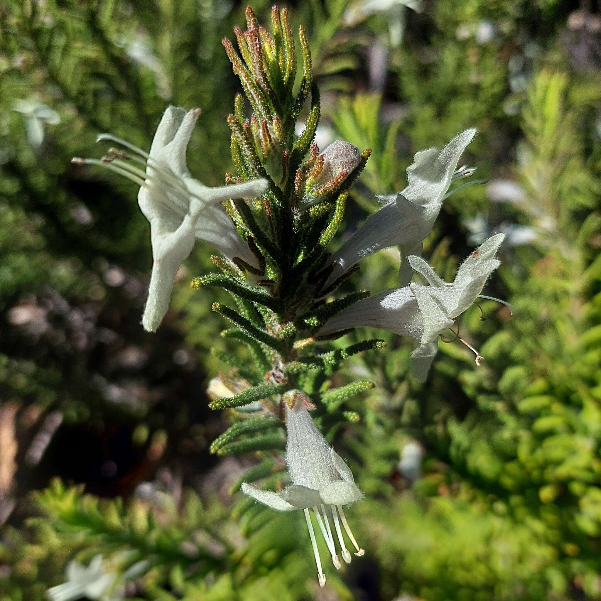 Image of Chloanthes stoechadis R. Br.