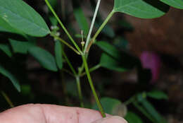 Image of grassleaf spurge