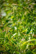 Platanthera lacera (Michx.) G. Don resmi