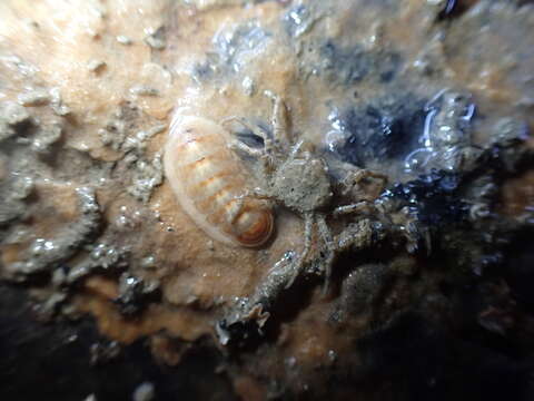 Image of Leptochiton inquinatus (Reeve 1847)