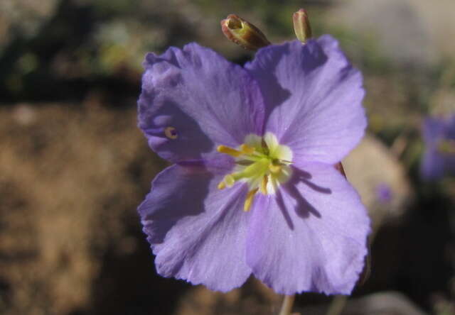 Image of Heliophila trifurca Burch. ex DC.