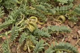 Imagem de Astragalus iodanthus var. iodanthus