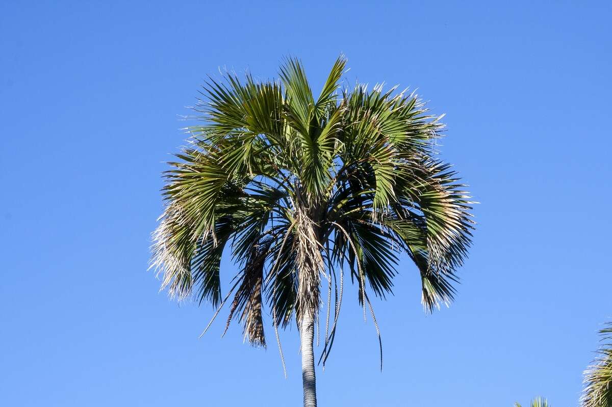 Image of Curly Palm