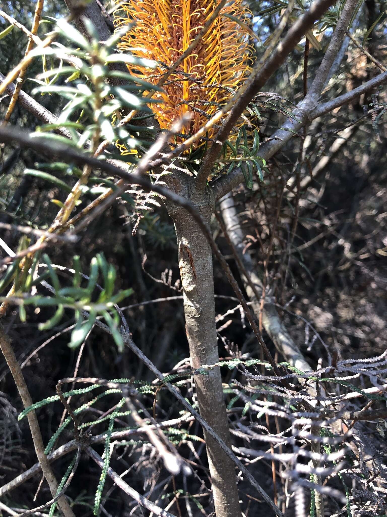 Image of Banksia ericifolia subsp. ericifolia