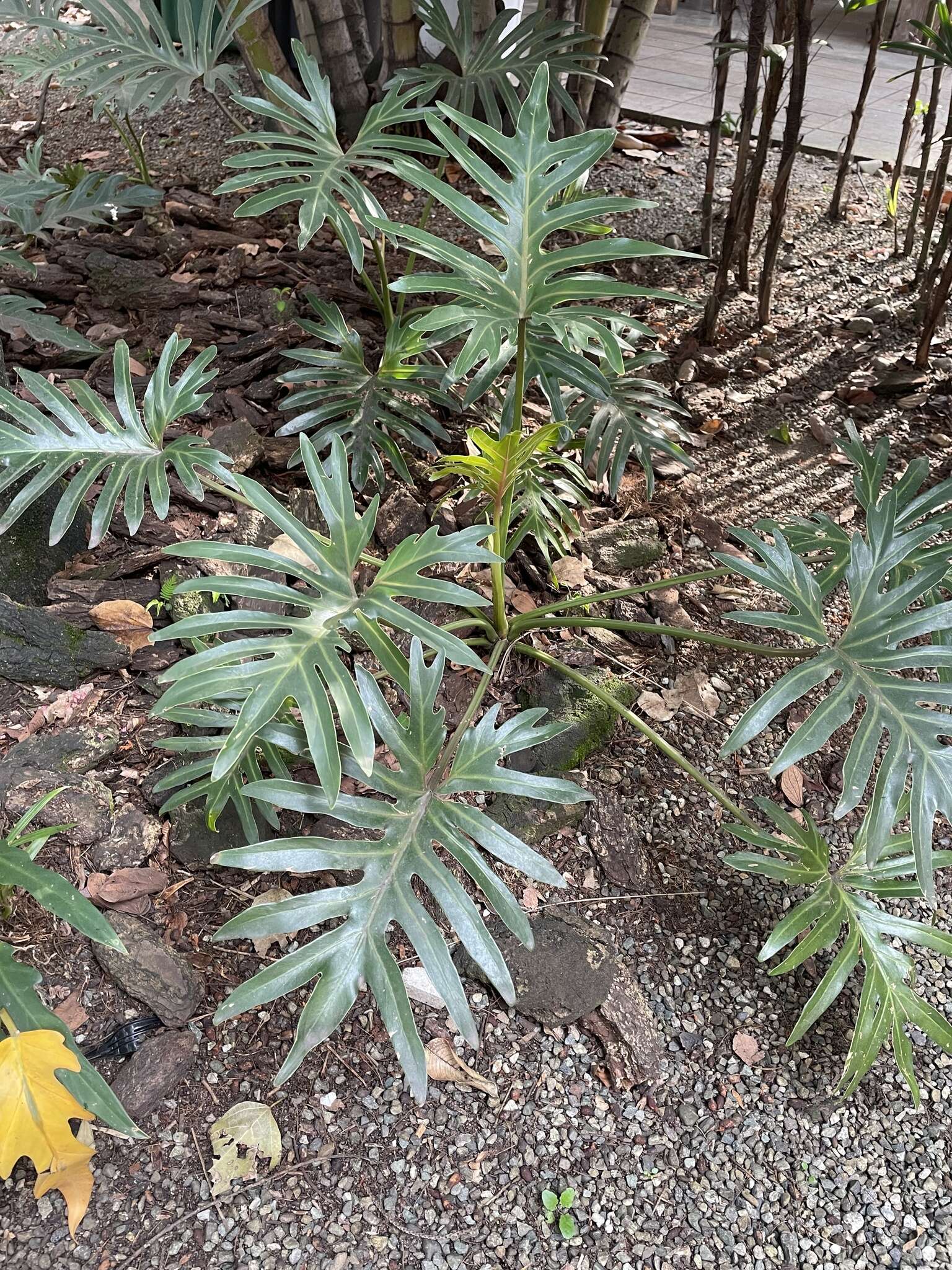 Image of Thaumatophyllum xanadu (Croat, J. Boos & Mayo) Sakur., Calazans & Mayo