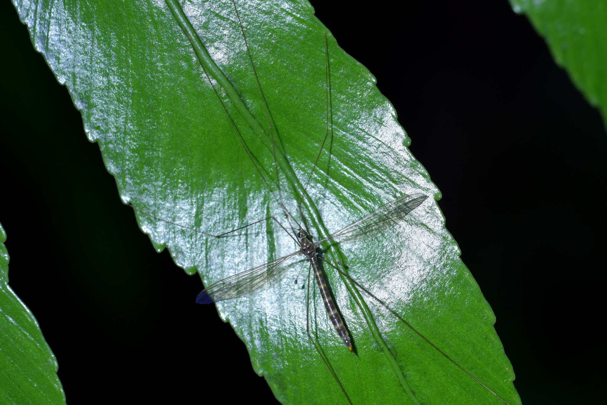 Imagem de Limnophilella delicatula (Hutton 1900)