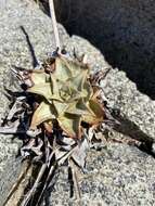 Imagem de Dudleya gatesii Johansen