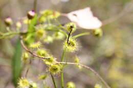 Image of Drosera stricticaulis (Diels) O. H. Sargent