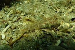 Image of Nesogobius greeni Hoese & Larson 2006