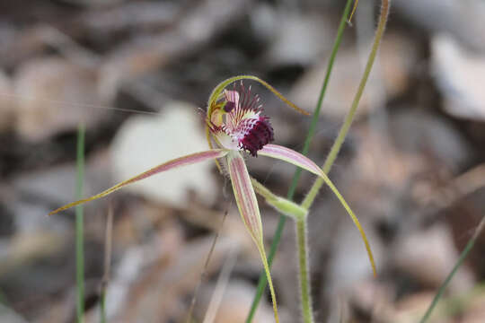 Image of Carousel spider orchid