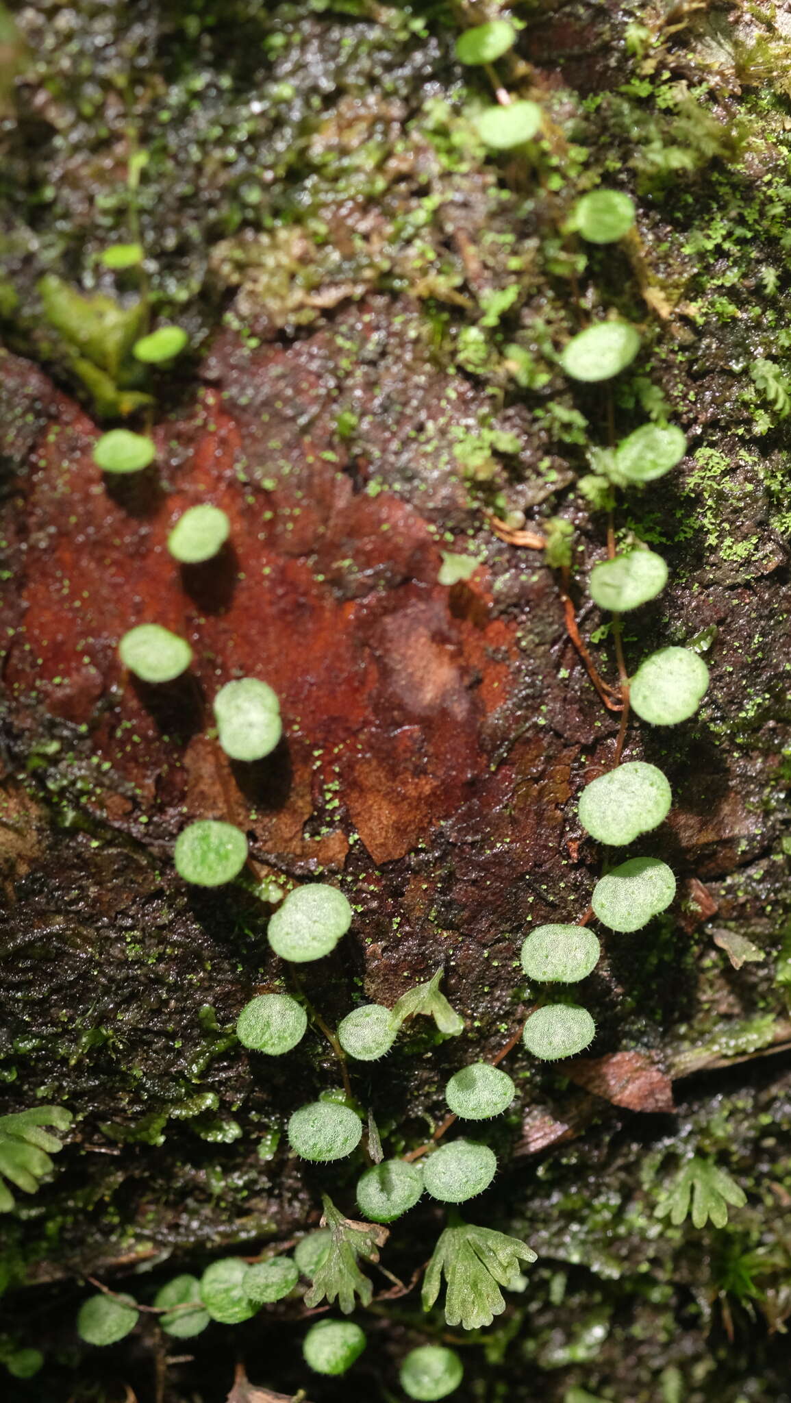 Image of Guadeloupe peperomia