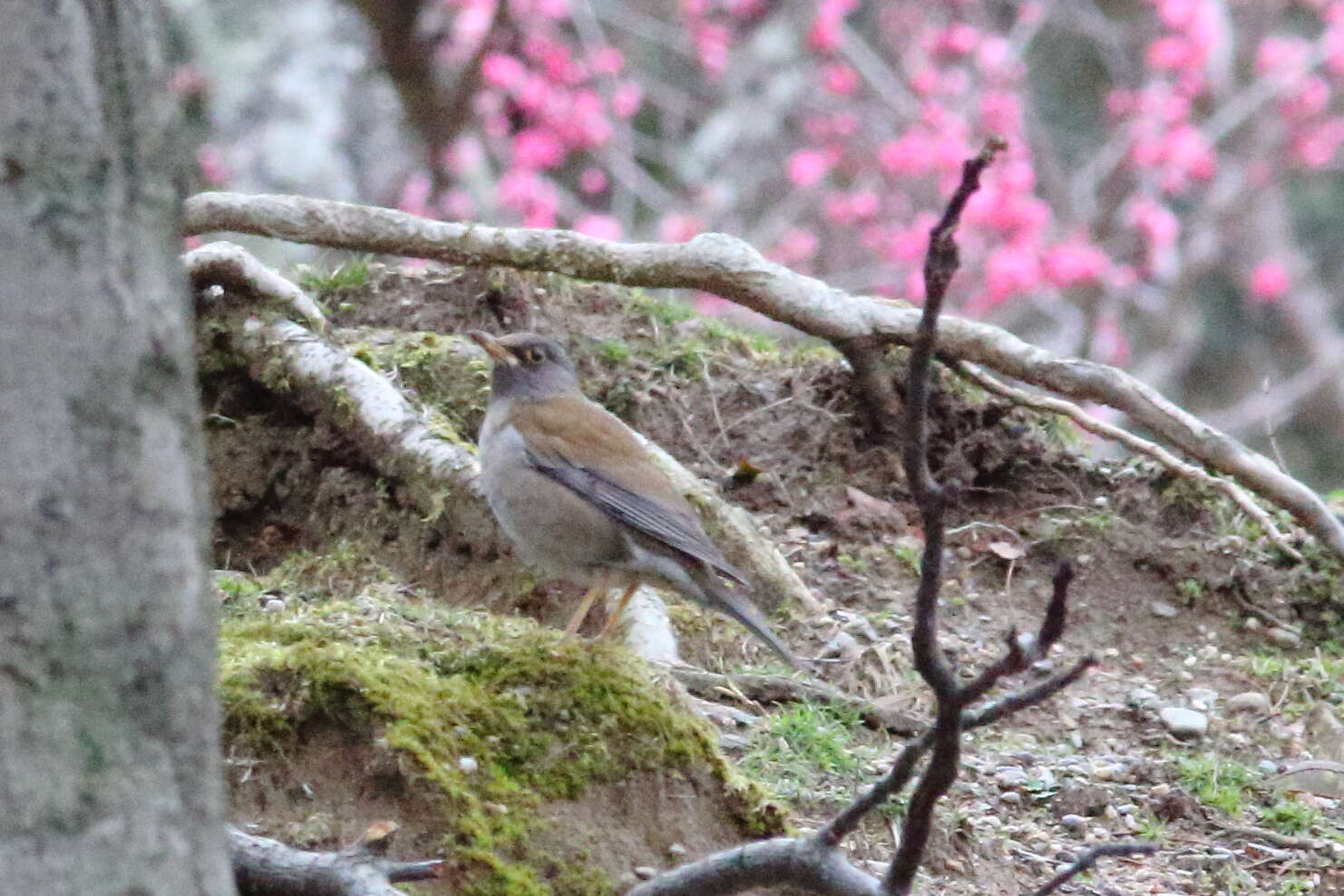 Image of Pale Thrush