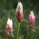 Image of Trifolium dichroanthum Boiss.