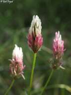 Imagem de Trifolium dichroanthum Boiss.